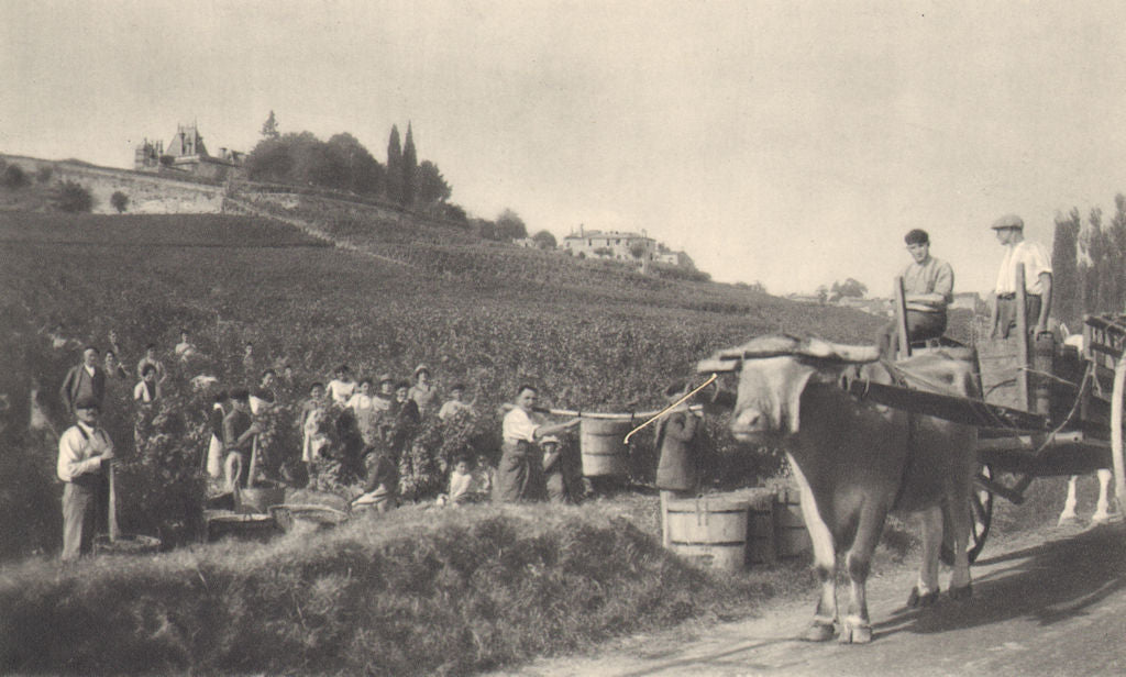 BORDEAUX WINE. St Emilion - Chateaux, Domaines, Grands Crus 1949 old print